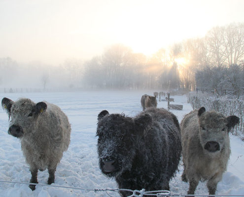 Galloway Rinder im Winter auf Weide