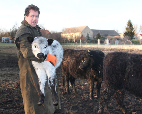 Löwenbruch Galloway Zucht Frank Mertens und Kalb