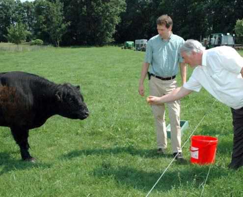 Bild Galloway-Bulle am Tag der Offenen Höfe