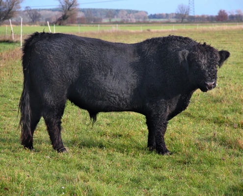 Galloway-Bulle beim Sonnenbad auf der Weide