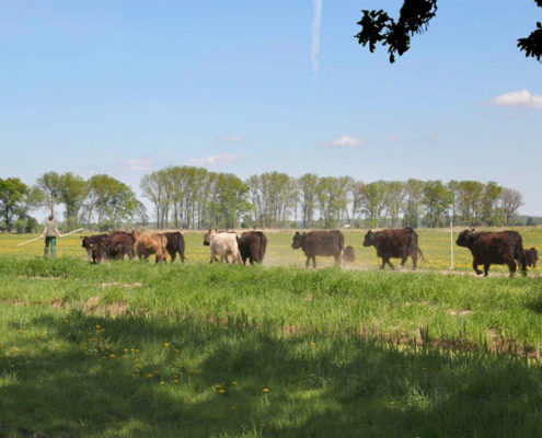 Galloway Herde auf dem Weg zur Wiese