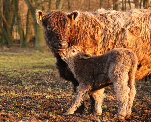 Galloway Kuh mit Kalb in der Abendsonne