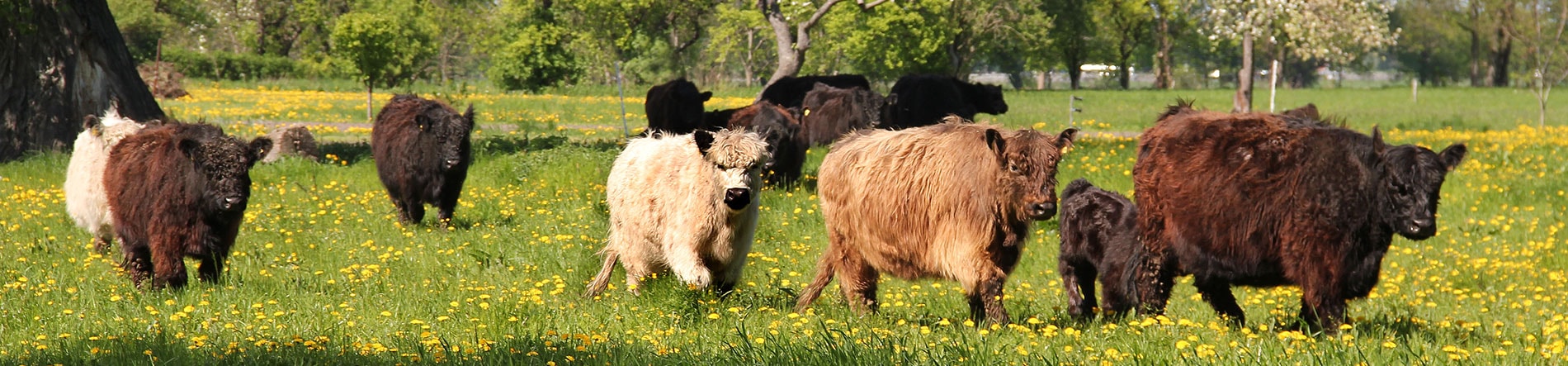 Headerbild Galloway Rinderzucht in Loewenbruch