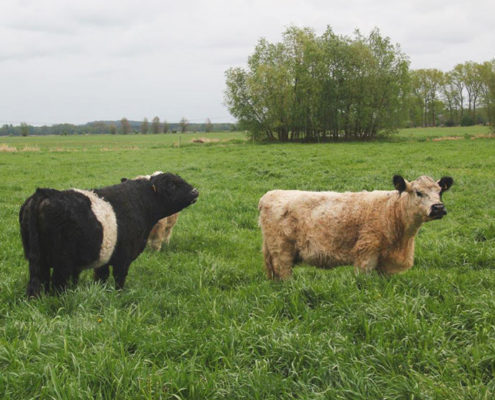 Galloway Rinder auf grüner saftiger Wiese