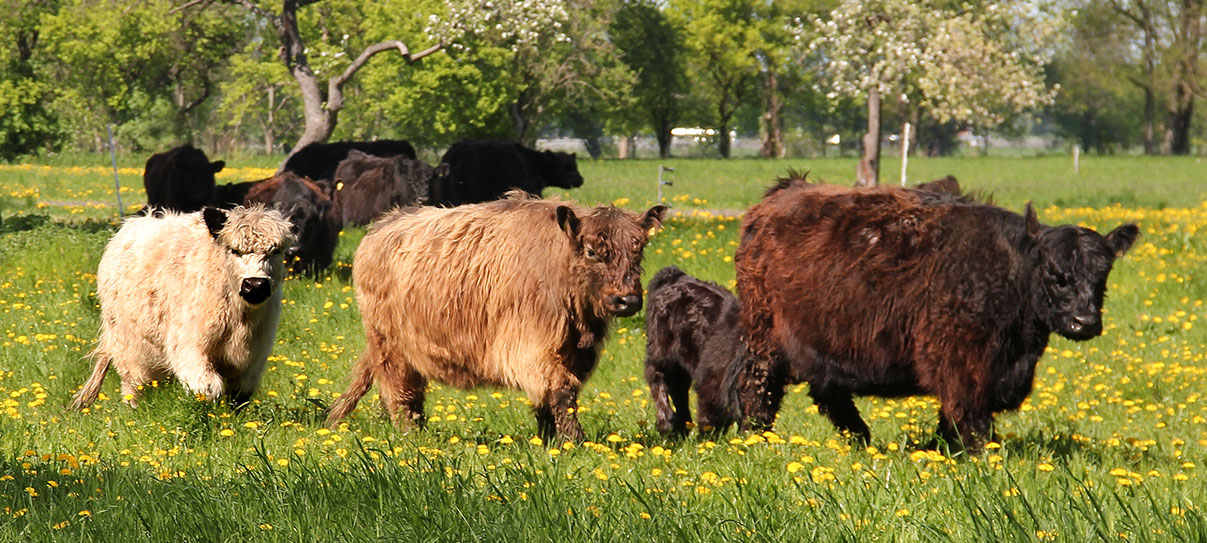 Headerbild Galloway Rinderzucht in Löwenbruch - Mobil